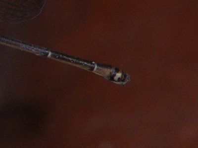 Austrotepuibasis manolisi female