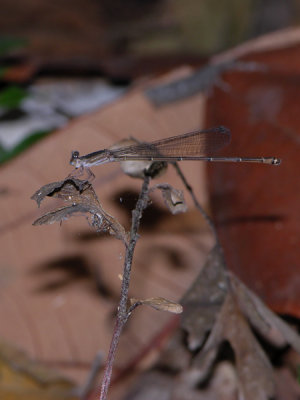 Austrotepuibasis manolisi female