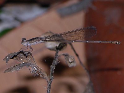 Austrotepuibasis manolisi female