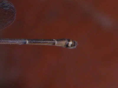 Austrotepuibasis manolisi female