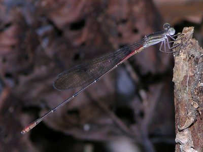 Austrotepuibasis manolisi male