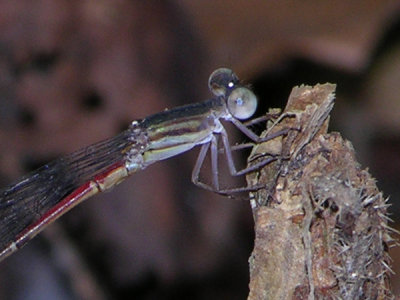 Austrotepuibasis manolisi male