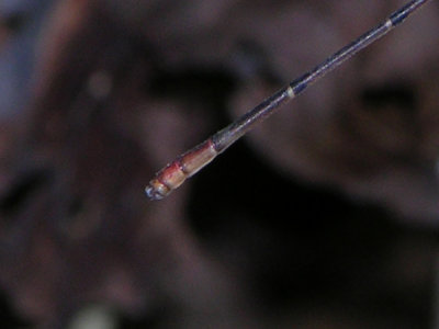 Austrotepuibasis manolisi male