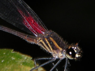 Hetaerina cf moribunda male