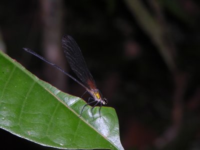 Hetaerina male