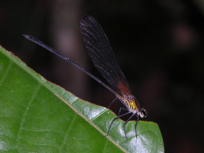 Hetaerina male