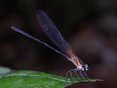 Hetaerina male