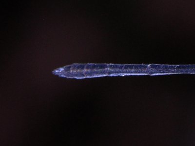 Hetaerina male