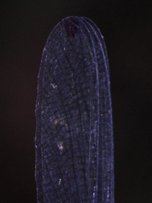Hetaerina male