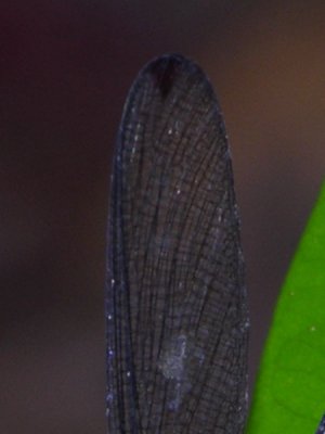 Hetaerina male