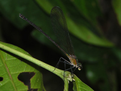 Hetaerina female