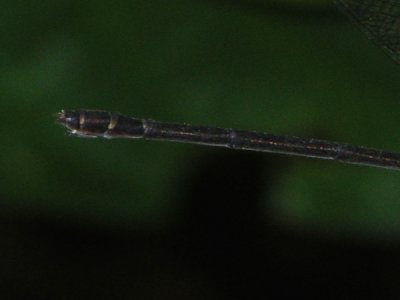 Hetaerina female