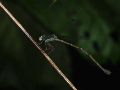 Lestes female