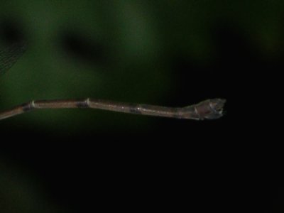 Lestes female