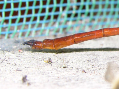Aphylla male