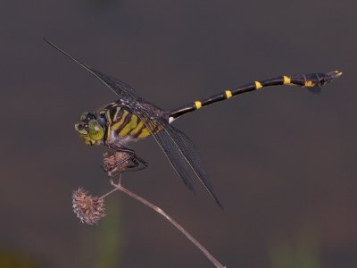 Cacoides cf latro