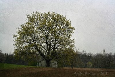 The Field Tree 4994.jpg