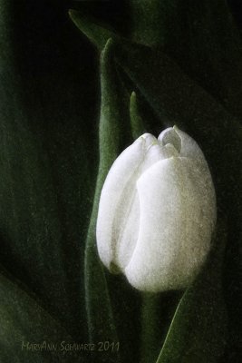 tulip-4160w.jpg