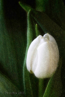 Shy tulip-4160.jpg