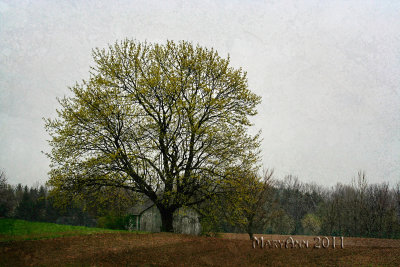 The Field Tree- 4994.jpg