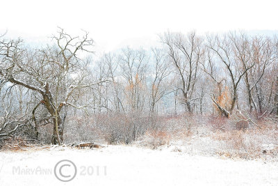 Winter Lace 3092.jpg