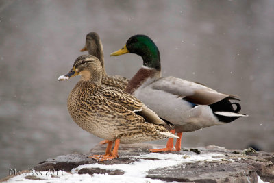 Ducks Three- 2550.jpg