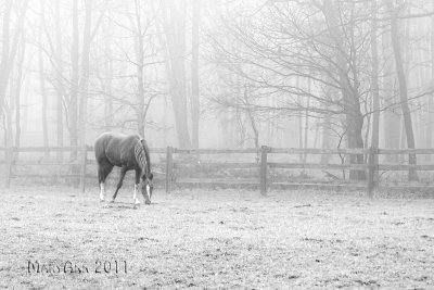 Misty Pasture-5006.jpg