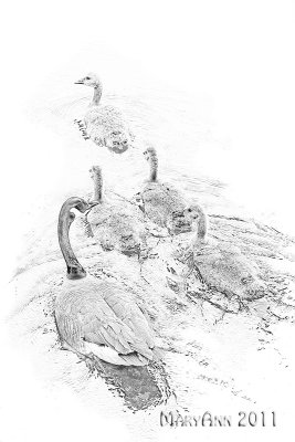geese family-7482.jpg