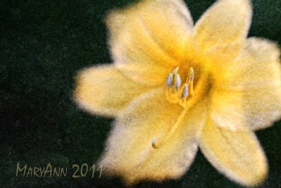 daylily8149w.jpg