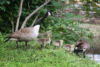 Geese Family 7480.jpg