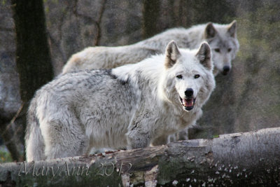 Lakota Wolf 9548.jpg