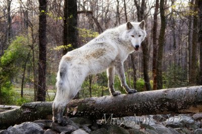 Lakota Wolf 9581.jpg