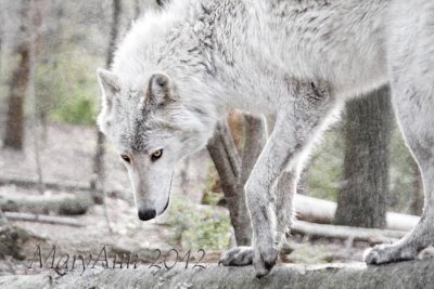 Lakota Wolf 9583.jpg