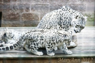 snow leopards 0354.jpg
