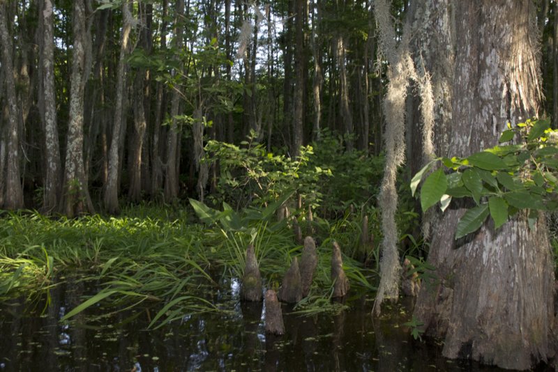 Cypress Trees