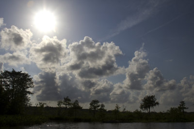Honey Lake Swamp, Louisiana