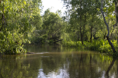 Swamp view
