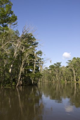 Swamp view