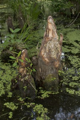 Cypress knees