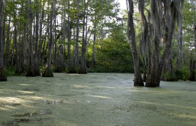 Swamp View