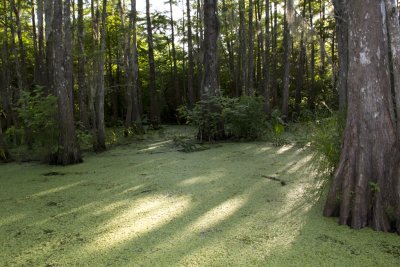 Sunlight on the swamp