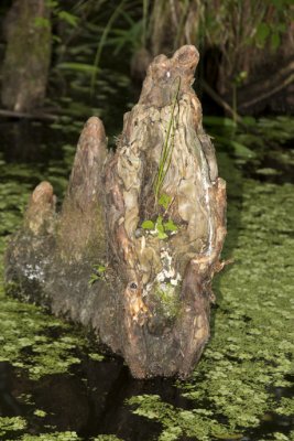 Cypress knees