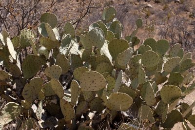 Prickly Pear Cactus