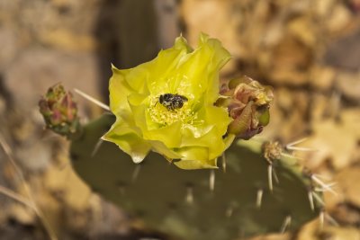 Prickly Pear Cactus and Bee - Lost Mine Trail