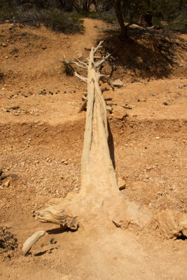 Skeleton of a tree