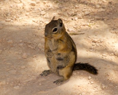 The universal animal.  We saw chipmunks and squirrls at every park we have been to!