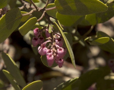 unknown flowers