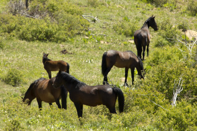 Wild Mustangs by Visitor Center