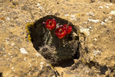 Trail to Petroglyphs - Cactus growing in hole in stone