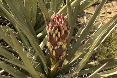Trail to Petroglyphs - Yucca plant about to bloom